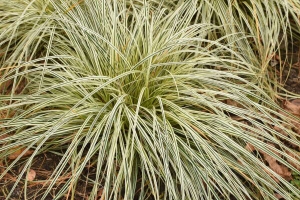 Grass Carex 'Feather Falls' NEW 2022